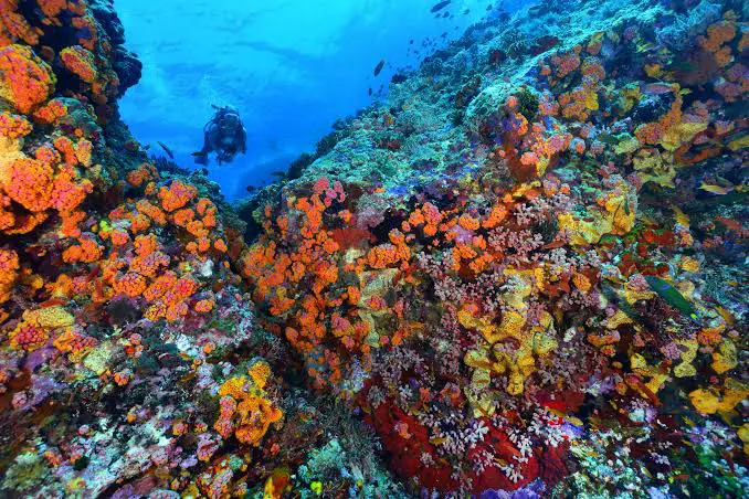 Tubbataha Reef Natural Park
